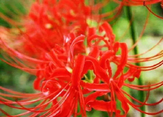 植物常识问题|彼岸花有毒吗 能在家里养吗