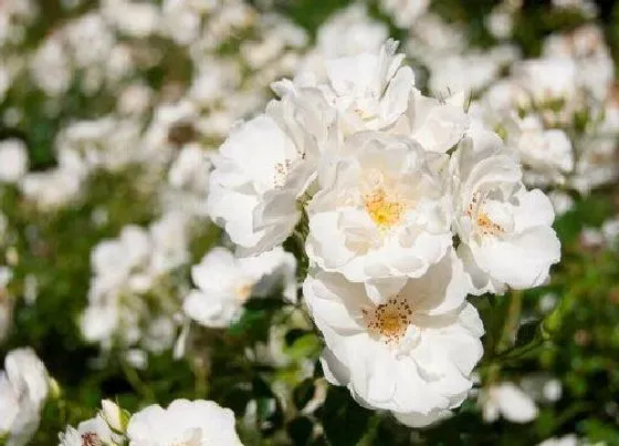 植物常识问题|封闭式阳台可以养月季花吗（阳台上可以种哪种月季）