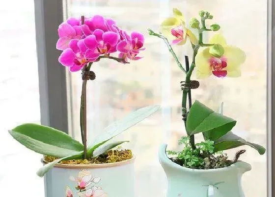 植物常识问题|兰花有叶斑该怎么进行救治