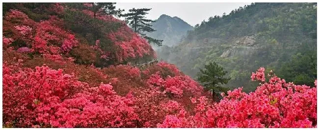 杜鹃花什么时候剪枝修形 | 三农问答