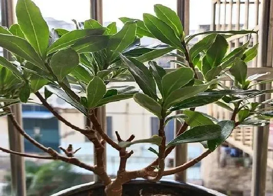 植物常识问题|适合过冬的客厅绿植（冬天适合客厅摆放的好养抗寒植物）