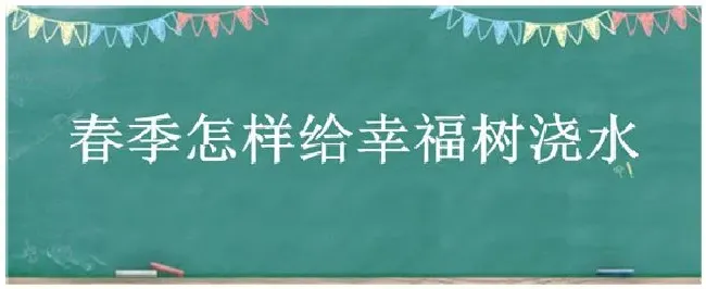 春季怎样给幸福树浇水 | 生活常识