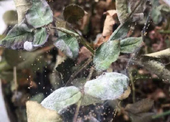 植物常识问题|月季感染红蜘蛛、蓟马以后会有哪些症状