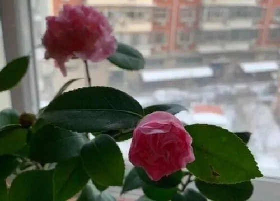 植物常识问题|茶花黄叶掉叶的原因及解决办法