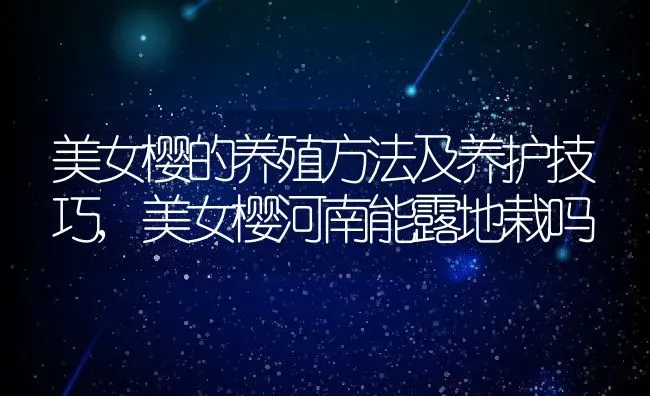 美女樱的养殖方法及养护技巧,美女樱河南能露地栽吗 | 养殖常见问题