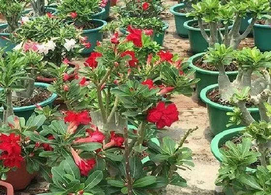 植物常识问题|沙漠玫瑰开花以后如何养护避免掉花苞