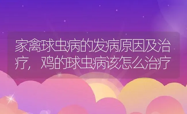 家禽球虫病的发病原因及治疗,鸡的球虫病该怎么治疗 | 养殖常见问题