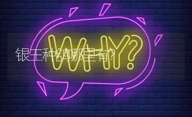 银王种鸽哪里有? | 养殖问题解答