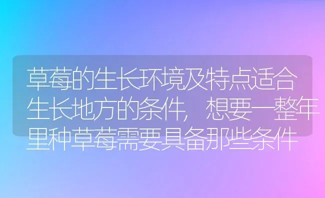 草莓的生长环境及特点适合生长地方的条件,想要一整年里种草莓需要具备那些条件 | 养殖常见问题