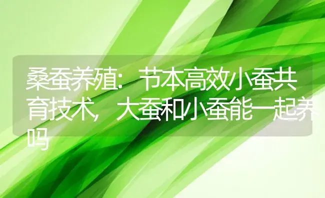 桑蚕养殖:节本高效小蚕共育技术,大蚕和小蚕能一起养吗 | 养殖常见问题