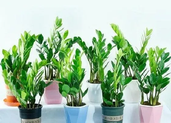 植物常识问题|金钱树有黑色的斑块该怎么治疗