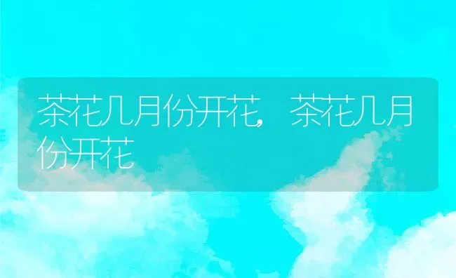 茶花几月份开花,茶花几月份开花 | 养殖常见问题