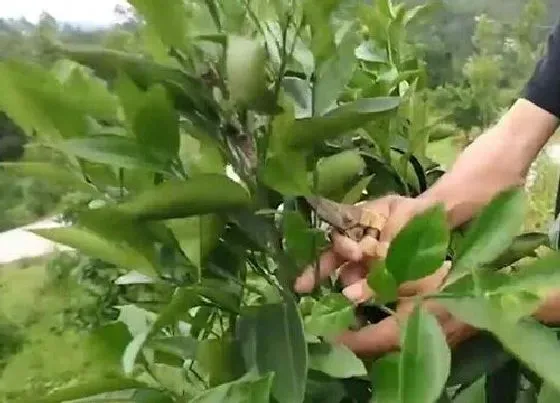 植物常识问题|果树蚧壳虫的防治方法（果树上的蚧壳虫怎样彻底消灭）