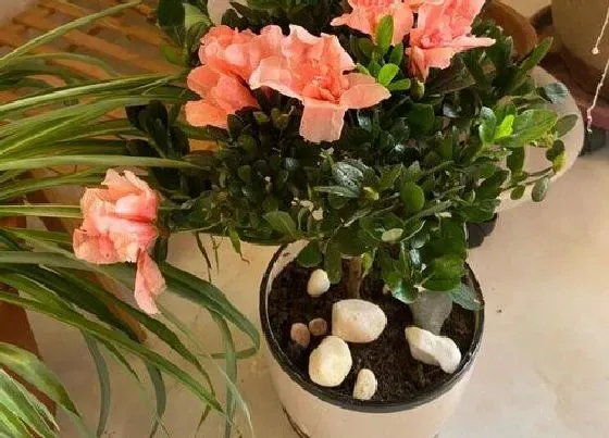 植物常识问题|杜鹃花开始落叶要怎么进行养护