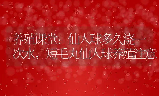 养殖课堂:仙人球多久浇一次水,短毛丸仙人球养殖注意 | 养殖常见问题