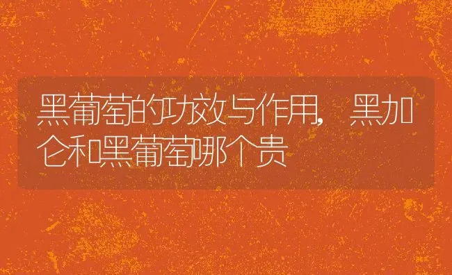 黑葡萄的功效与作用,黑加仑和黑葡萄哪个贵 | 养殖常见问题
