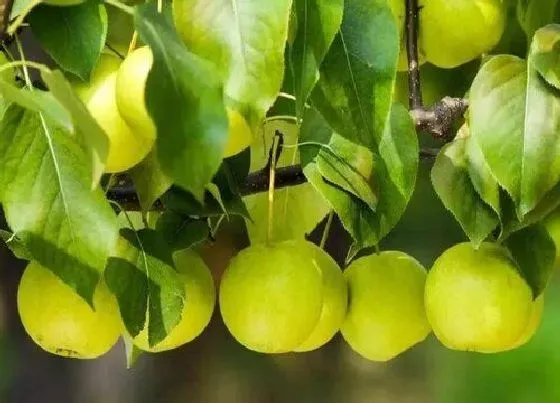 植物常识问题|京白梨哪里最正宗 北京正宗京白梨产地是哪里