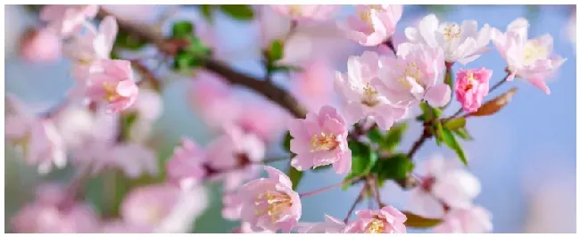 草本海棠花的特点 | 农业问题