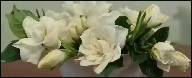 栀子花的花语和传说是什么 | 科普知识