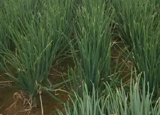 植物常识问题|刚栽的葱要不要浇水  怎么浇水合适