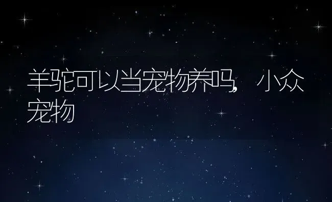 羊驼可以当宠物养吗,小众宠物 | 养殖常见问题