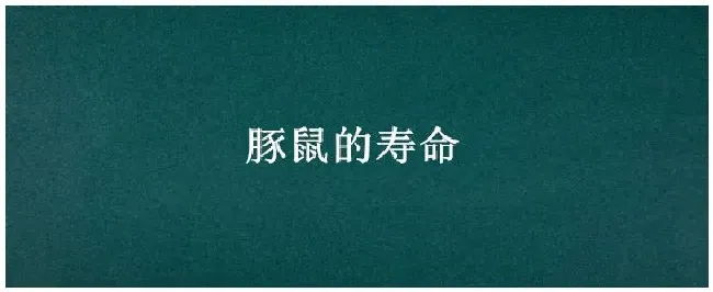 豚鼠的寿命 | 生活常识