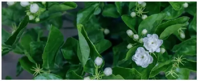 茉莉花养殖方法和注意事项 | 农业答疑