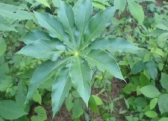 植物常识问题|七叶一枝花的种植方法