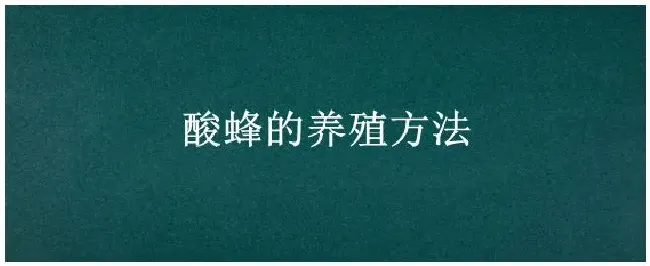 酸蜂的养殖方法 | 三农问答