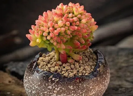 植物常识问题|多肉出现穿裙子现象应该怎么处理