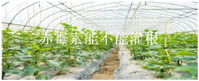 赤霉素能不能灌根 | 科普知识