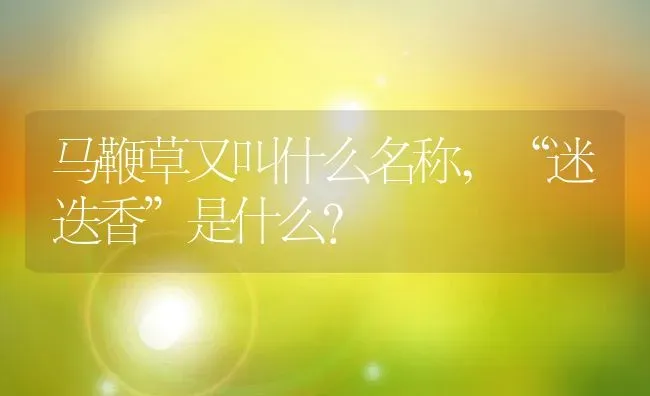 马鞭草又叫什么名称,“迷迭香”是什么？ | 养殖常见问题