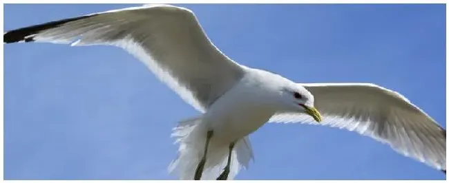 海鸥的生活习性 | 科普知识