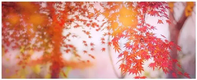枫树的特点和作用 | 生活常识