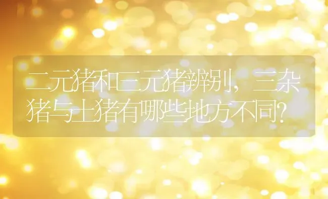 二元猪和三元猪辨别,三杂猪与土猪有哪些地方不同？ | 养殖常见问题