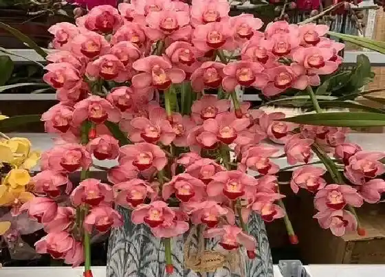 植物常识问题|兰花怎么养护根系强壮