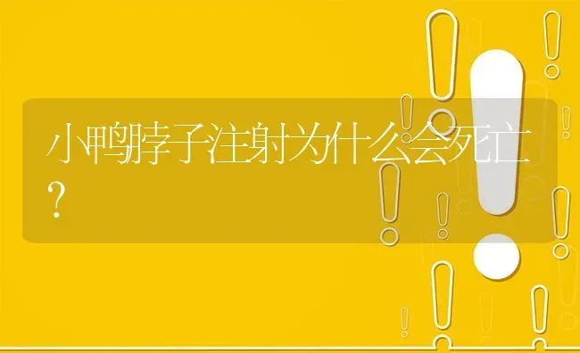 小鸭脖子注射为什么会死亡? | 养殖问题解答