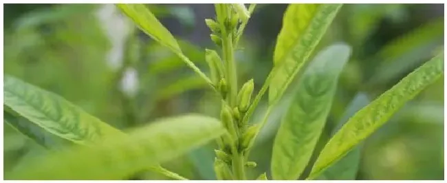 芝麻的病虫害及防治农药 | 生活常识