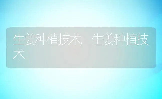 生姜种植技术,生姜种植技术 | 养殖常见问题
