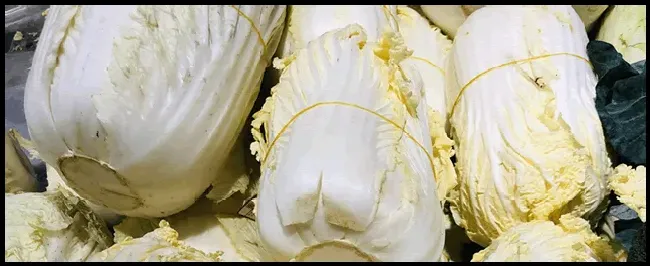 紫色大白菜是什么品种 | 生活常识