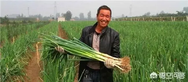 植物常识问题|大葱的软腐病要怎样防治（大葱软腐病症状病因及防治方法）