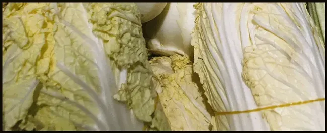 紫色大白菜是什么品种 | 生活常识