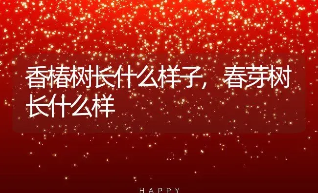 香椿树长什么样子,春芽树长什么样 | 养殖常见问题