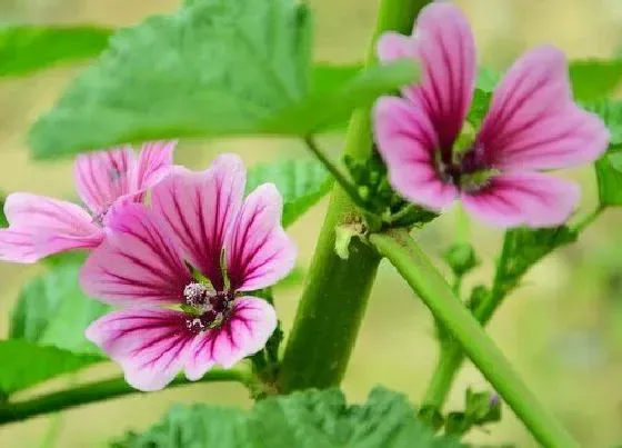 植物常识问题|什么花可以讽刺人 花语带有讽刺意义的花