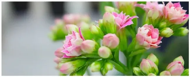 秋天长寿花怎么施肥 | 三农答疑