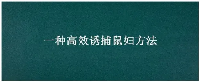 一种高效诱捕鼠妇方法 | 农业答疑