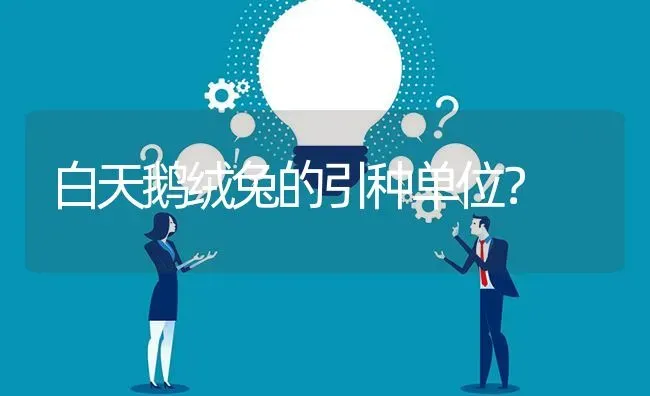 白天鹅绒兔的引种单位? | 养殖问题解答