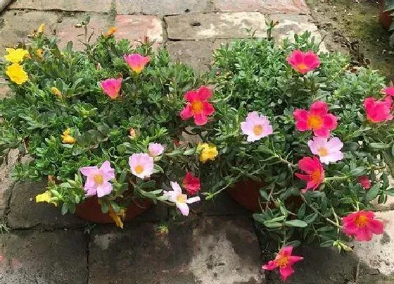 植物常识问题|夏季太阳花怎么养护花开满盆