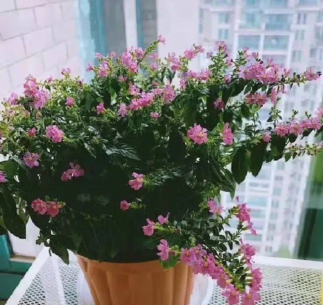 植物常识问题|满天星花适合室内养吗