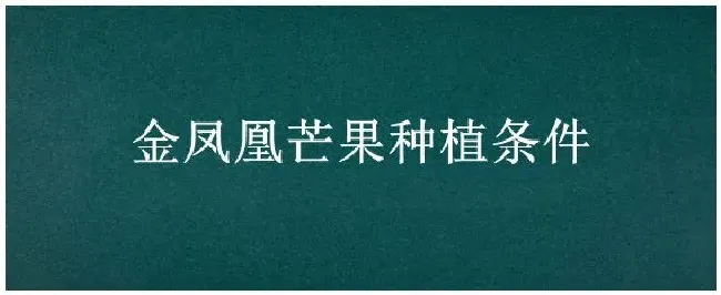 金凤凰芒果种植条件 | 科普知识